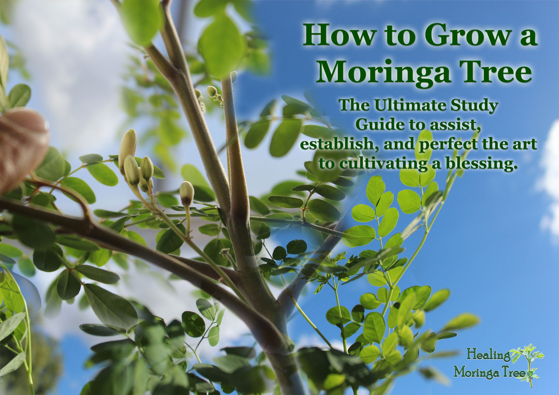 How do you plant a Moringa tree?
