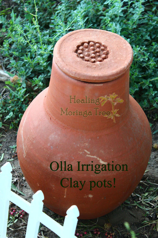 Buy Irrigation Garden, Olla clay pots - MORINGA CAPSULES BENEFITS