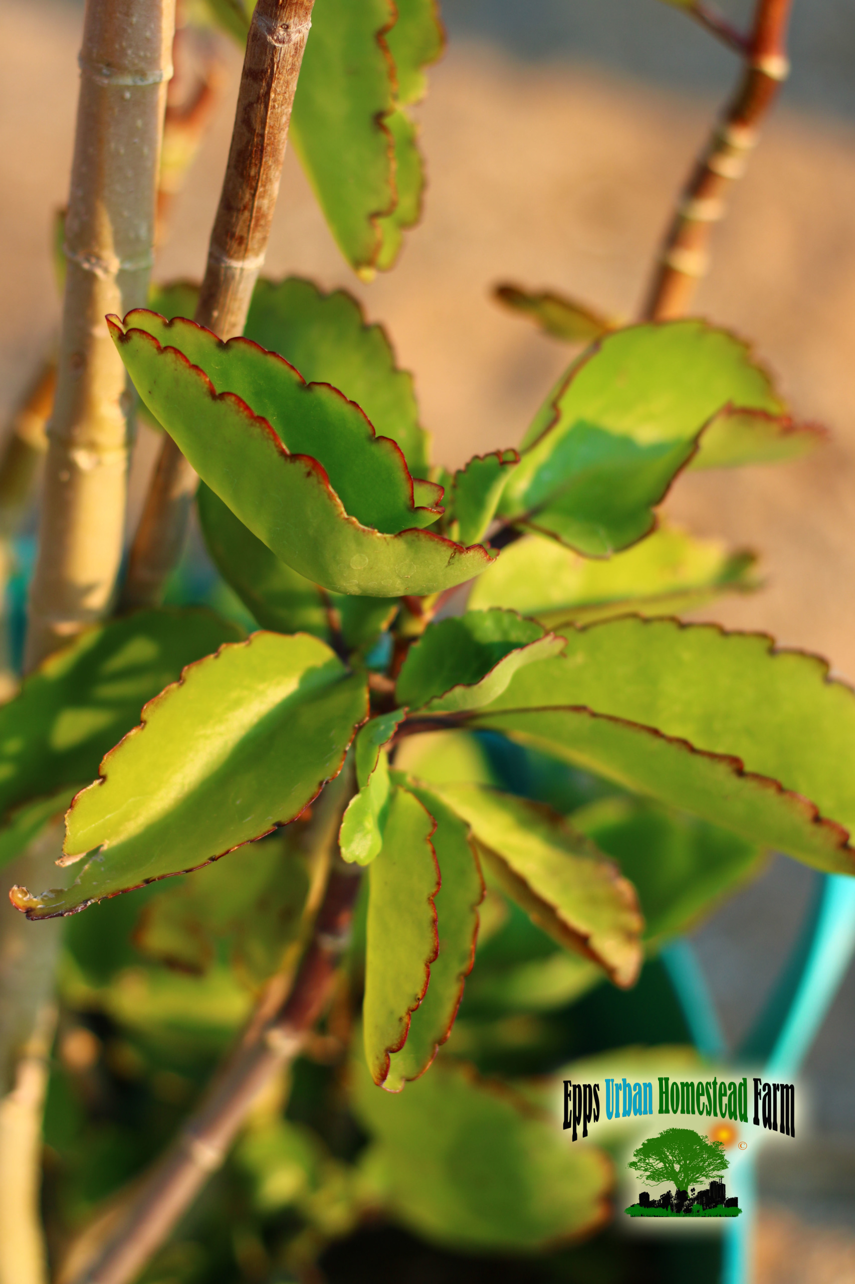 Buy Leaf of Life (bryophyllum pinnatum) Plant